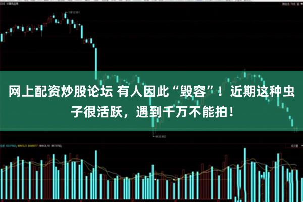 网上配资炒股论坛 有人因此“毁容”！近期这种虫子很活跃，遇到千万不能拍！